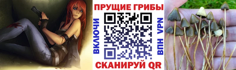 Псилоцибиновые грибы мухоморы  Купить закладки  Павловский Посад 